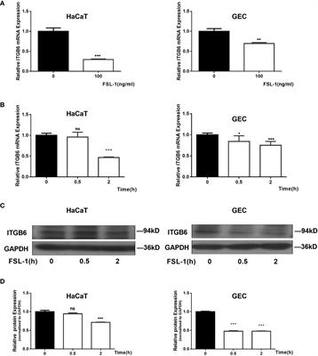 FOXO1 inhibits FSL-1 regulation of integrin β6 by blocking STAT3 binding to the integrin β6 gene promoter